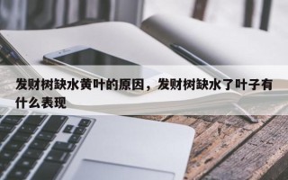 发财树缺水黄叶的原因，发财树缺水了叶子有什么表现