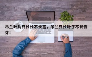 吊兰叶片只长长不长宽，吊兰只长叶子不长侧芽！