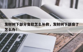 发财树下部分变软怎么补救，发财树下部腐了怎么办！
