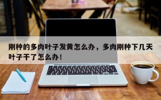 刚种的多肉叶子发黄怎么办，多肉刚种下几天叶子干了怎么办！