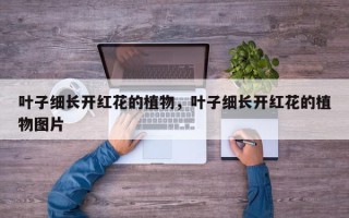 叶子细长开红花的植物，叶子细长开红花的植物图片