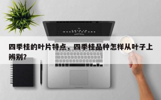 四季桂的叶片特点，四季桂品种怎样从叶子上辨别？