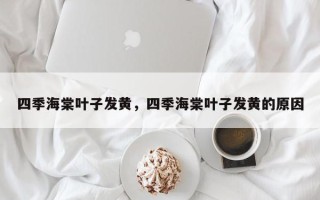 四季海棠叶子发黄，四季海棠叶子发黄的原因