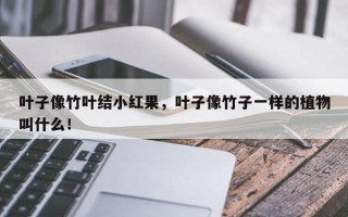 叶子像竹叶结小红果，叶子像竹子一样的植物叫什么！