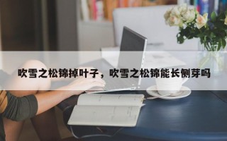 吹雪之松锦掉叶子，吹雪之松锦能长侧芽吗