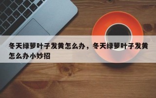 冬天绿萝叶子发黄怎么办，冬天绿萝叶子发黄怎么办小妙招