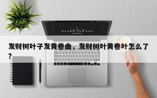 发财树叶子发黄卷曲，发财树叶黄卷叶怎么了?