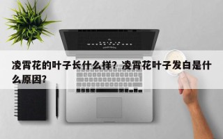凌霄花的叶子长什么样？凌霄花叶子发白是什么原因？