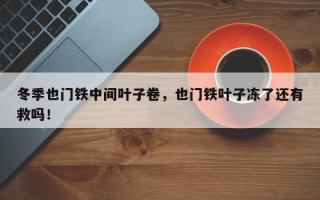 冬季也门铁中间叶子卷，也门铁叶子冻了还有救吗！