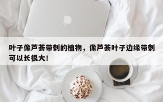 叶子像芦荟带刺的植物，像芦荟叶子边缘带刺可以长很大！
