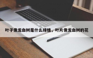叶子像龙血树是什么绿植，叶片像龙血树的花