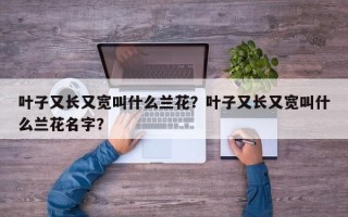 叶子又长又宽叫什么兰花？叶子又长又宽叫什么兰花名字？