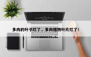 多肉的叶子烂了，多肉植物叶片烂了！