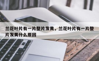 兰花叶片有一片整片发黄，兰花叶片有一片整片发黄什么原因