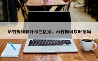吊竹梅和彩叶吊兰区别，吊竹梅可以叶插吗