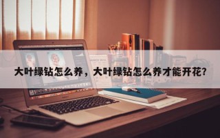 大叶绿钻怎么养，大叶绿钻怎么养才能开花？