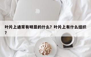 叶片上通常有明显的什么？叶片上有什么组织？