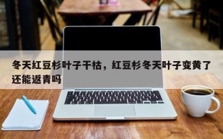 冬天红豆杉叶子干枯，红豆杉冬天叶子变黄了还能返青吗
