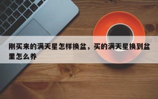 刚买来的满天星怎样换盆，买的满天星换到盆里怎么养