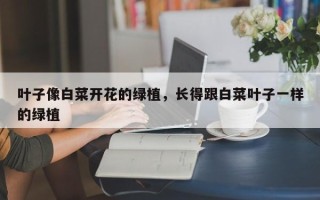 叶子像白菜开花的绿植，长得跟白菜叶子一样的绿植