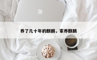 养了几十年的麒麟，家养麒麟