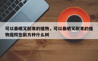 可以暴晒又耐寒的植物，可以暴晒又耐寒的植物庭院左前方种什么树