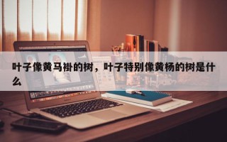 叶子像黄马褂的树，叶子特别像黄杨的树是什么