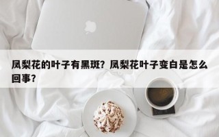 凤梨花的叶子有黑斑？凤梨花叶子变白是怎么回事？
