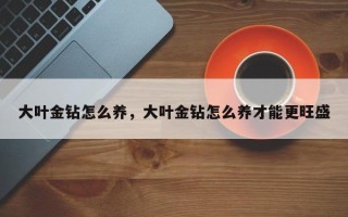 大叶金钻怎么养，大叶金钻怎么养才能更旺盛