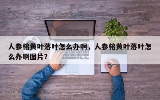 人参榕黄叶落叶怎么办啊，人参榕黄叶落叶怎么办啊图片？