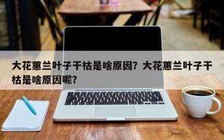 大花蕙兰叶子干枯是啥原因？大花蕙兰叶子干枯是啥原因呢？