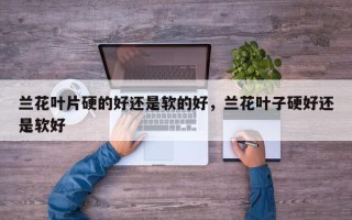 兰花叶片硬的好还是软的好，兰花叶子硬好还是软好