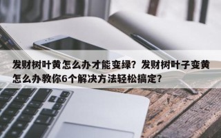 发财树叶黄怎么办才能变绿？发财树叶子变黄怎么办教你6个解决方法轻松搞定？