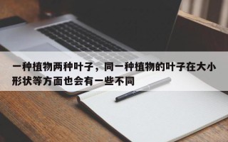 一种植物两种叶子，同一种植物的叶子在大小形状等方面也会有一些不同