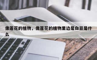 像莲花的植物，像莲花的植物里边是白豆是什么