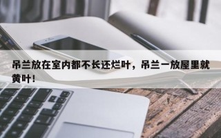 吊兰放在室内都不长还烂叶，吊兰一放屋里就黄叶！