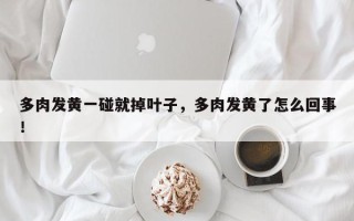 多肉发黄一碰就掉叶子，多肉发黄了怎么回事！