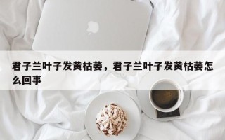 君子兰叶子发黄枯萎，君子兰叶子发黄枯萎怎么回事