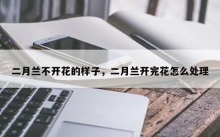 二月兰不开花的样子，二月兰开完花怎么处理