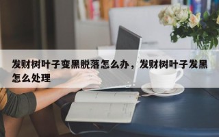 发财树叶子变黑脱落怎么办，发财树叶子发黑怎么处理