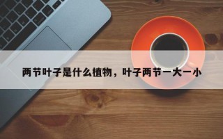 两节叶子是什么植物，叶子两节一大一小