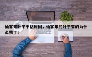 仙客来叶子干枯原因，仙客来的叶子有的为什么蔫了！