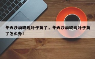冬天沙漠玫瑰叶子黄了，冬天沙漠玫瑰叶子黄了怎么办！