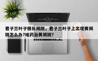 君子兰叶子根长褐斑，君子兰叶子上出现黄褐斑怎么办?啥药治黄褐斑？