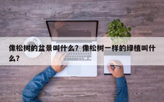 像松树的盆景叫什么？像松树一样的绿植叫什么？