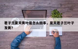 君子兰夏天黄叶是怎么回事，夏天君子兰叶子发黄？