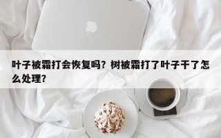 叶子被霜打会恢复吗？树被霜打了叶子干了怎么处理？