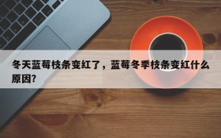 冬天蓝莓枝条变红了，蓝莓冬季枝条变红什么原因？