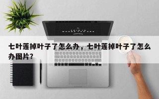 七叶莲掉叶子了怎么办，七叶莲掉叶子了怎么办图片？