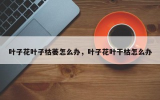 叶子花叶子枯萎怎么办，叶子花叶干枯怎么办